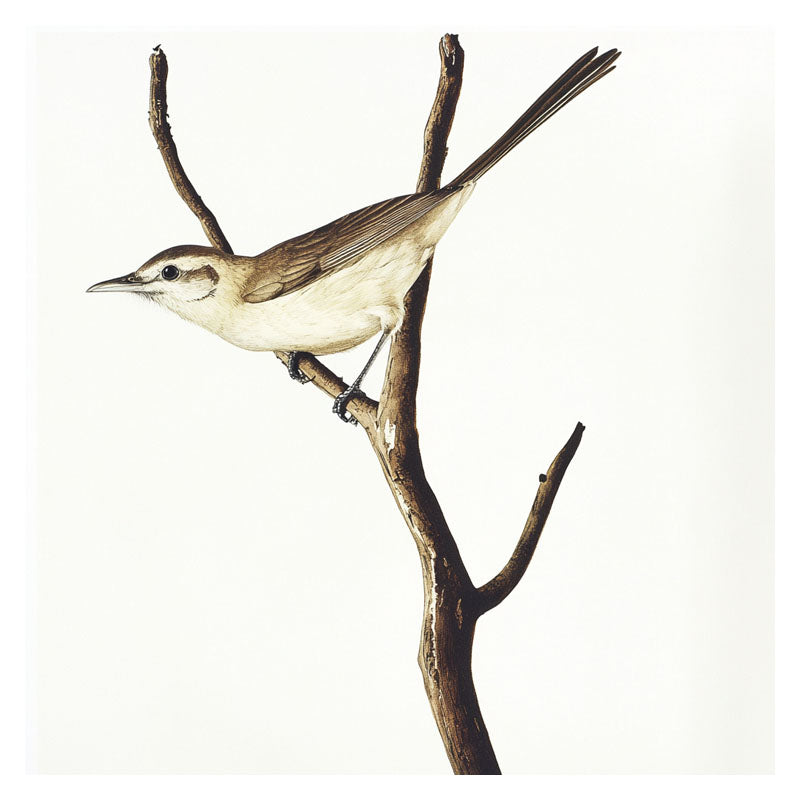 BORWN BIRD ON BRANCH