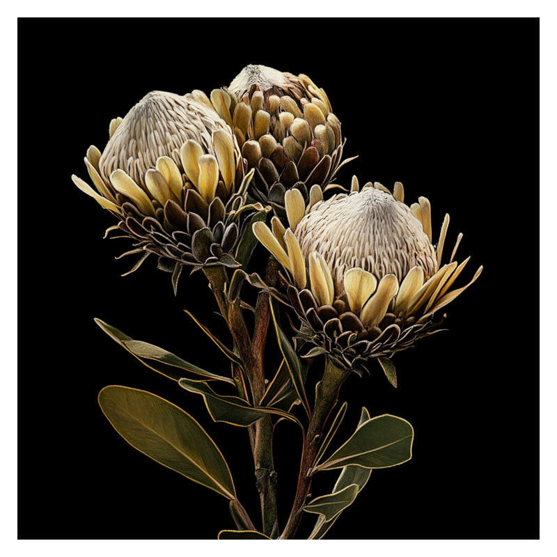 BROWN KING PROOTEA FLOWERS