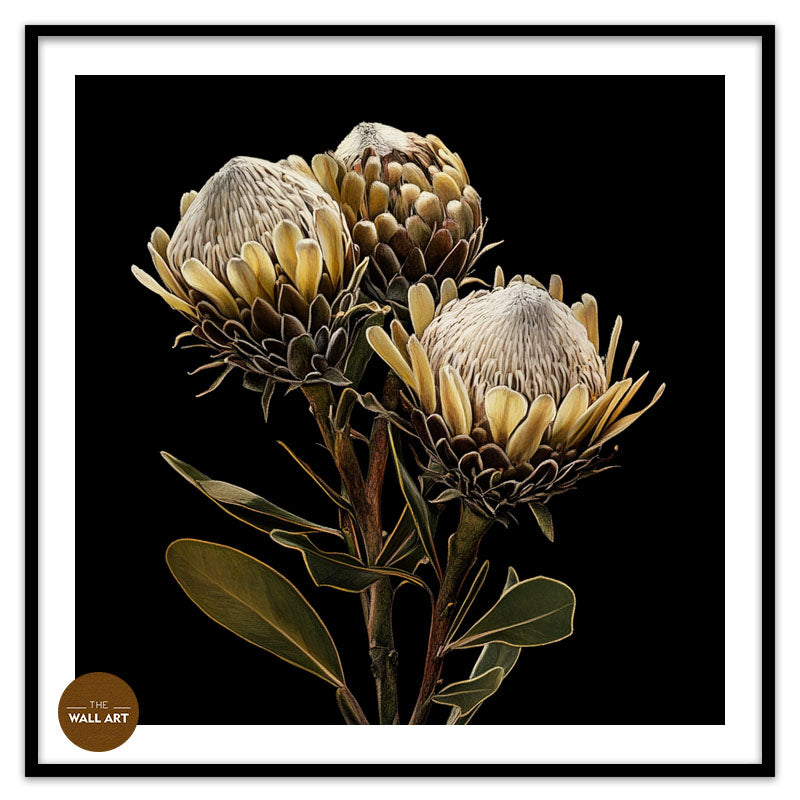 BROWN KING PROOTEA FLOWERS