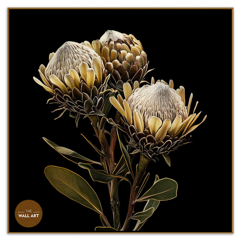 BROWN KING PROOTEA FLOWERS