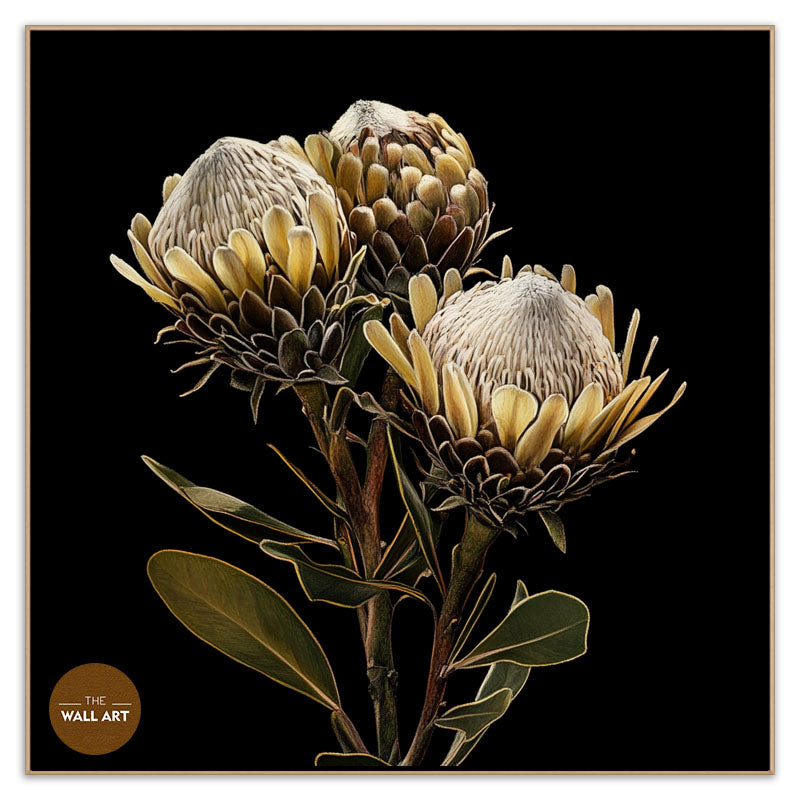 BROWN KING PROOTEA FLOWERS