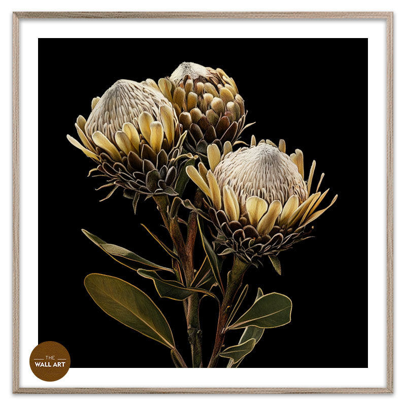 BROWN KING PROOTEA FLOWERS