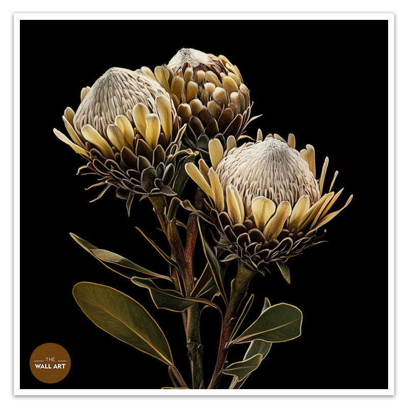 BROWN KING PROOTEA FLOWERS