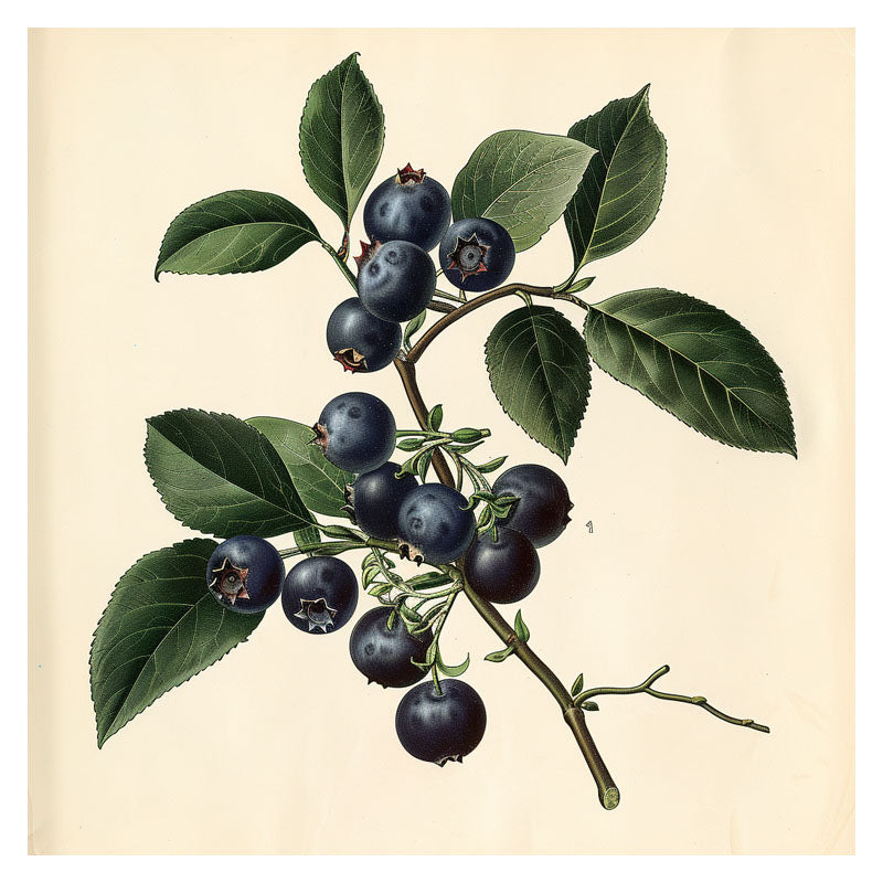 BLUEBERRY BRANCH I