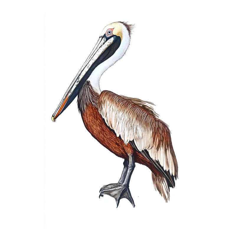 BROWN PELICAN