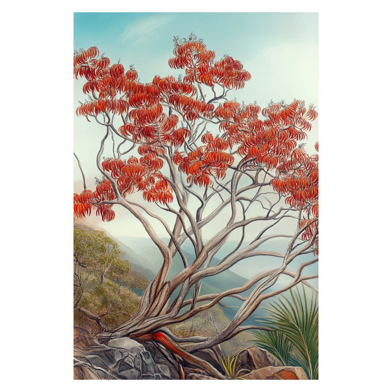 AUSTRALIA FLAME TREE