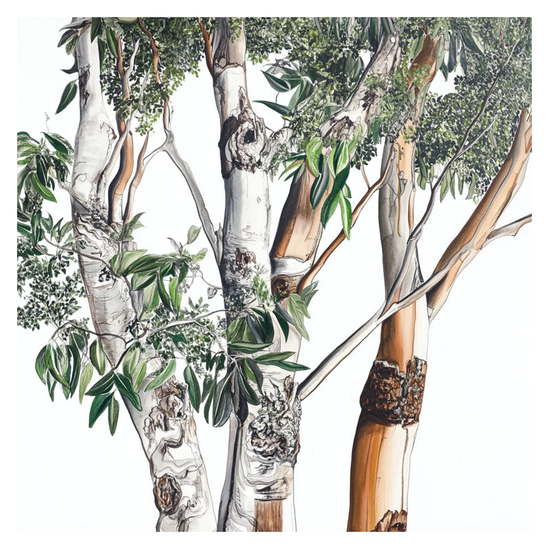 AUSTRALIAN EUCALYPTUS