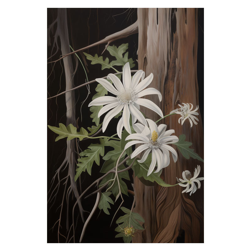 AUSTRALIAN FLANNEL FLOWER