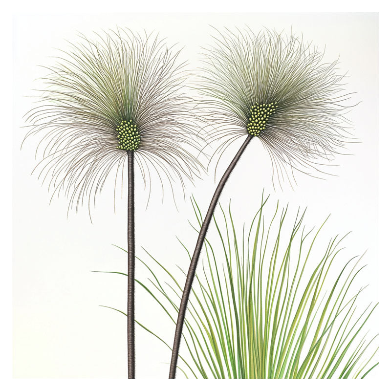 AUSTRALIAN GRASS TREE BRANCH