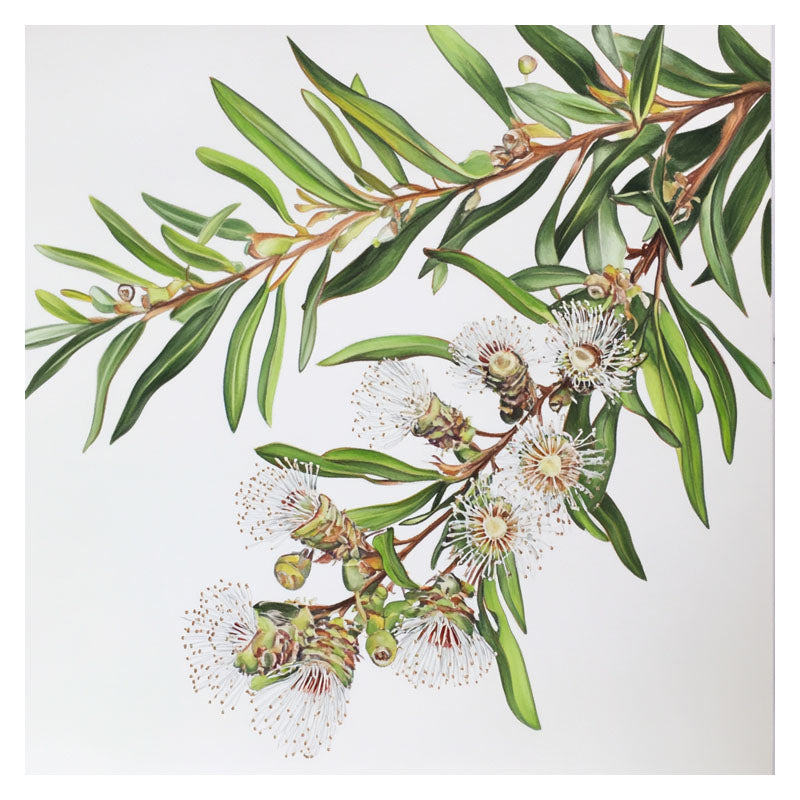 AUSTRALIAN MELALEU FLOWERS