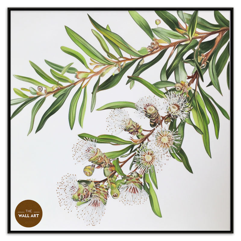 AUSTRALIAN MELALEU FLOWERS