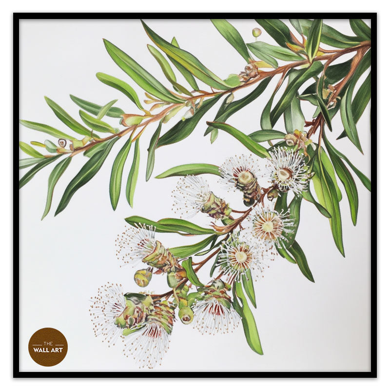 AUSTRALIAN MELALEU FLOWERS