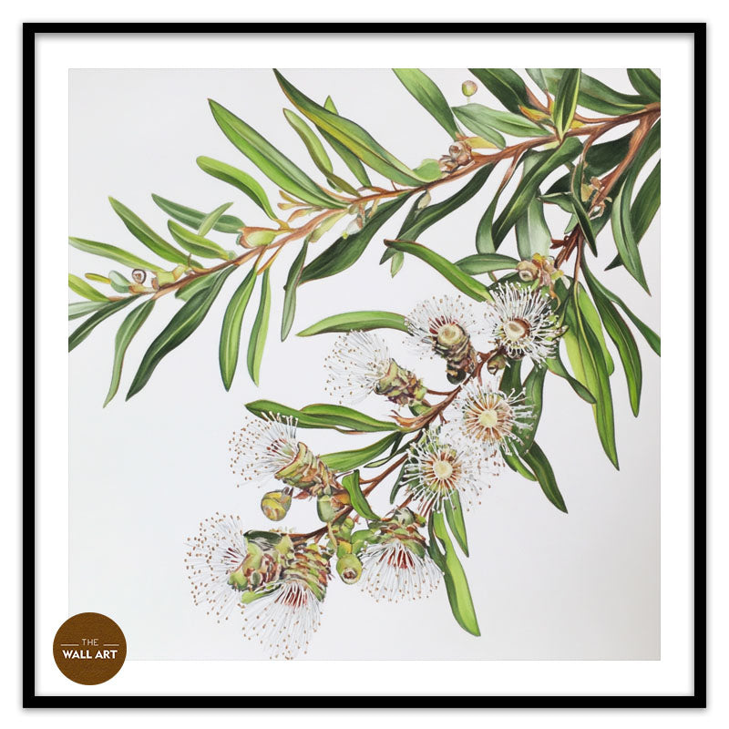 AUSTRALIAN MELALEU FLOWERS