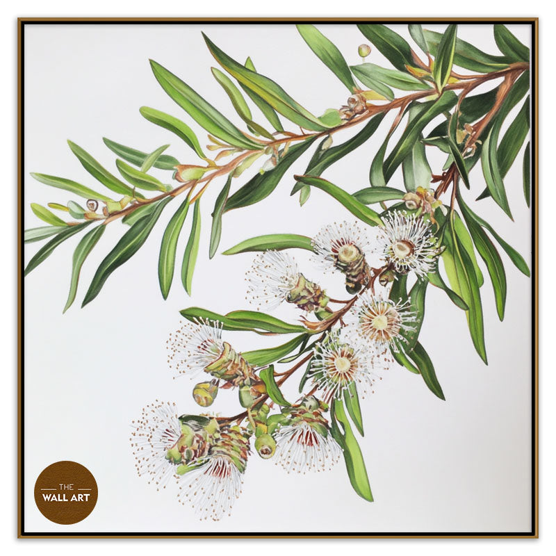 AUSTRALIAN MELALEU FLOWERS