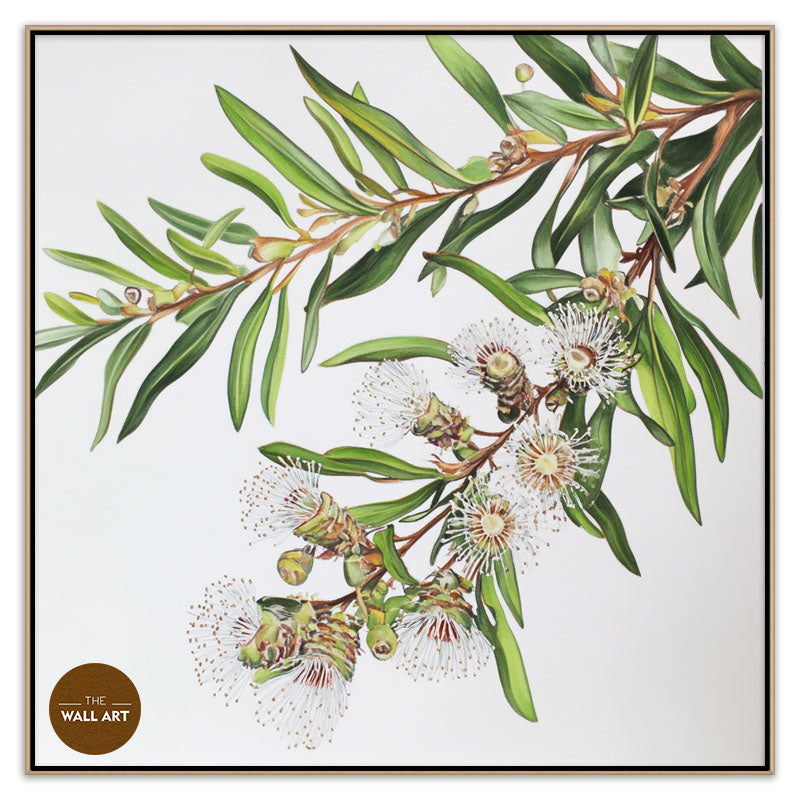 AUSTRALIAN MELALEU FLOWERS