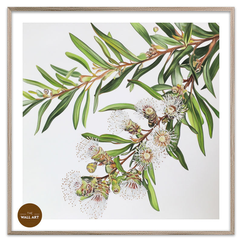 AUSTRALIAN MELALEU FLOWERS