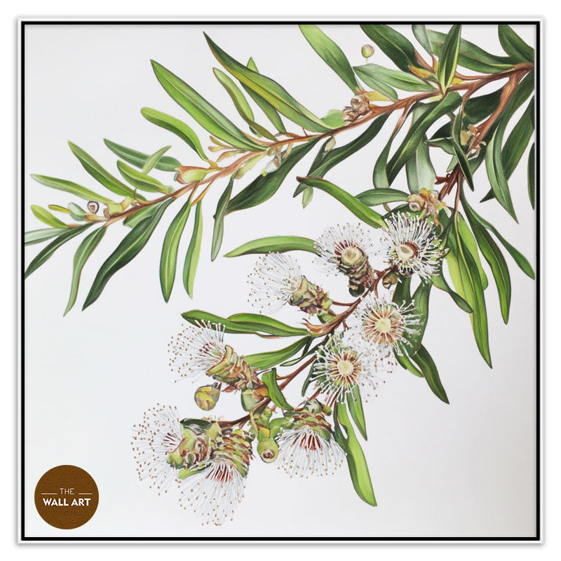 AUSTRALIAN MELALEU FLOWERS