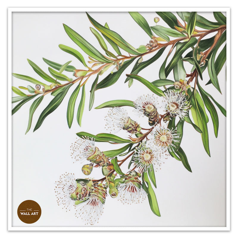 AUSTRALIAN MELALEU FLOWERS