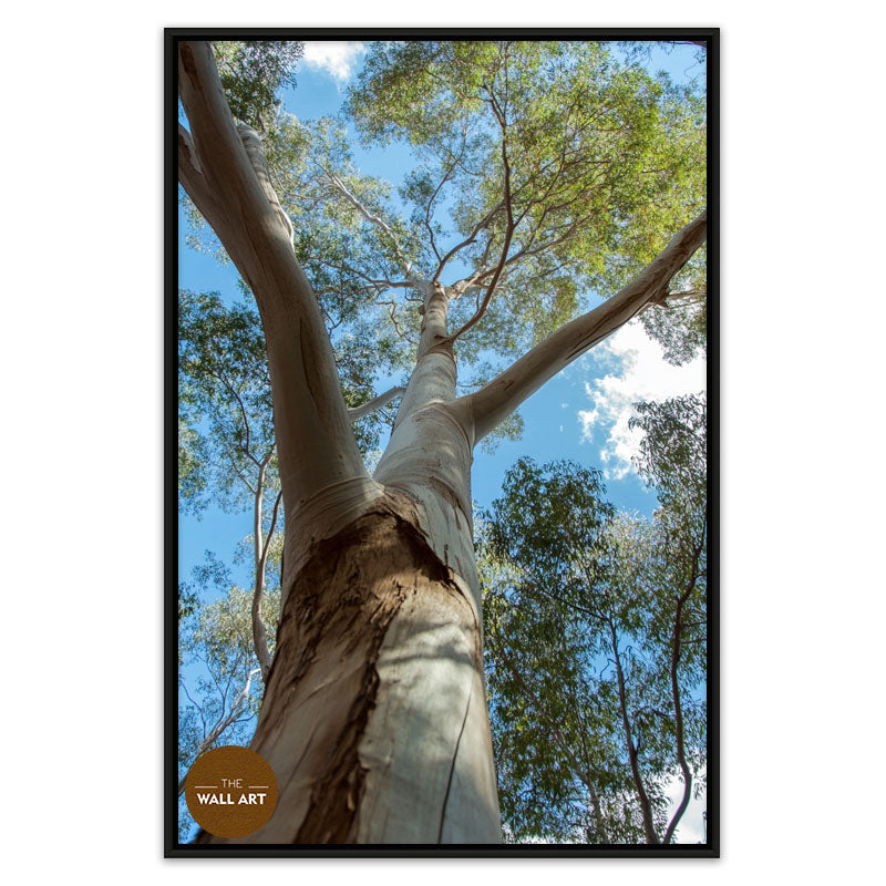 AUSTRALIAN RED GUM