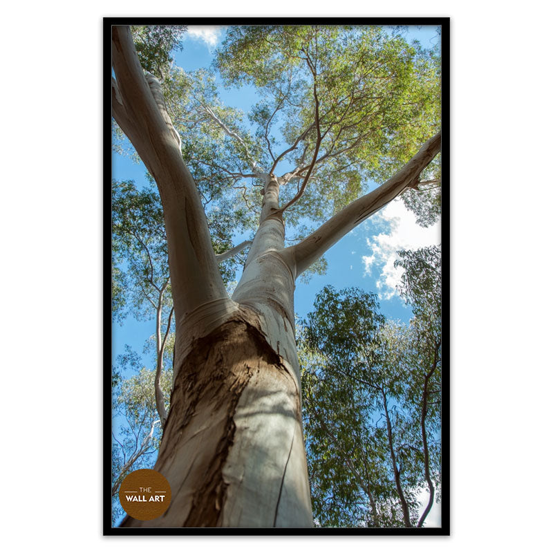 AUSTRALIAN RED GUM