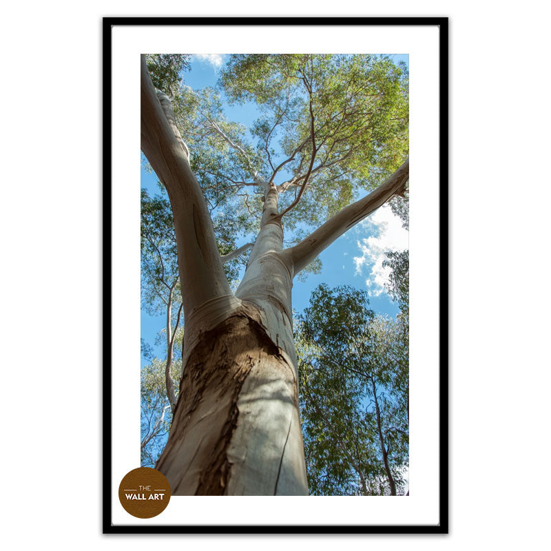 AUSTRALIAN RED GUM