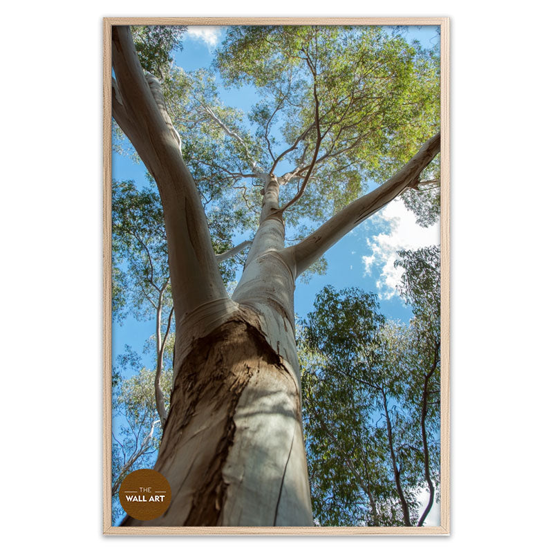 AUSTRALIAN RED GUM
