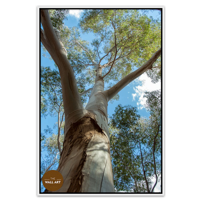 AUSTRALIAN RED GUM