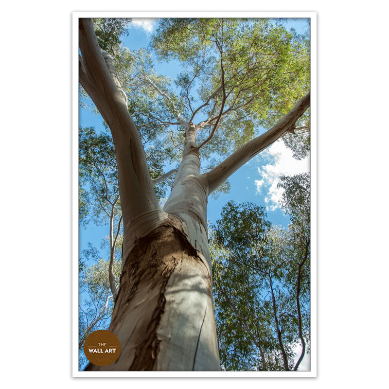 AUSTRALIAN RED GUM