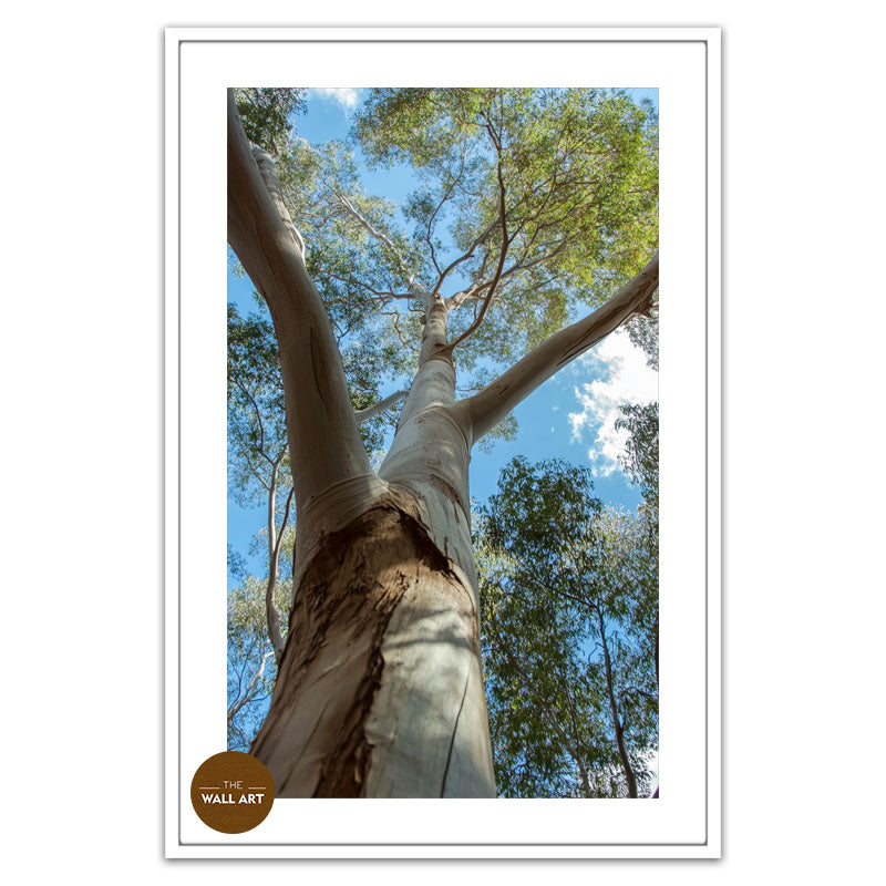 AUSTRALIAN RED GUM