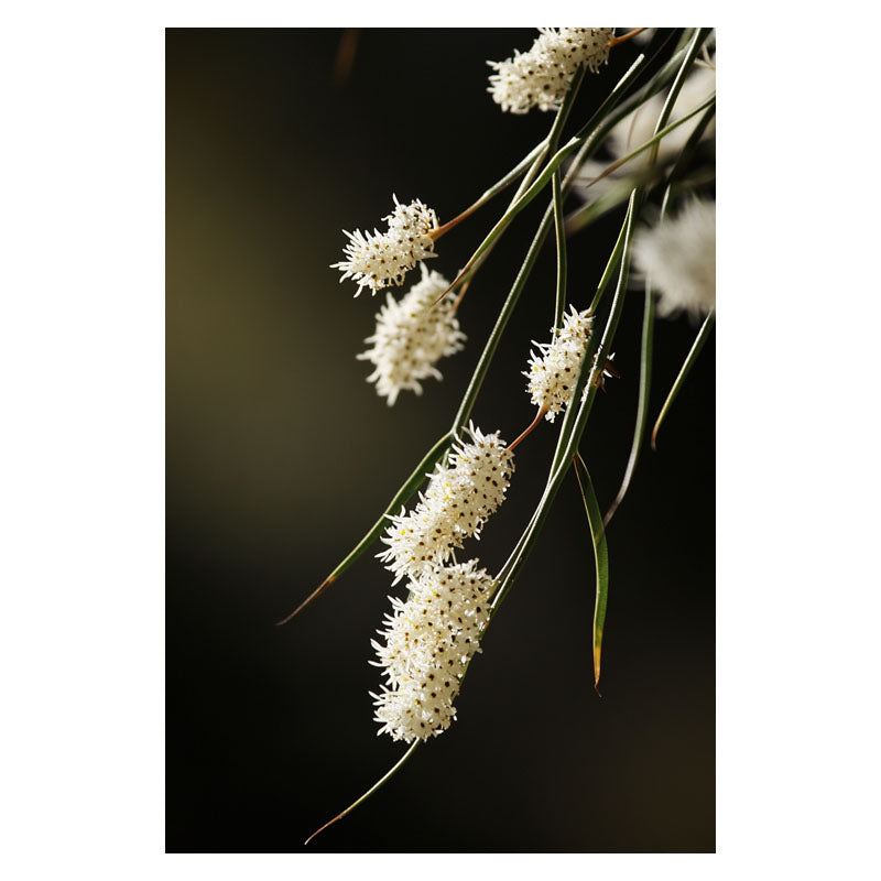 AUSTRALIAN RICE FLOWERS