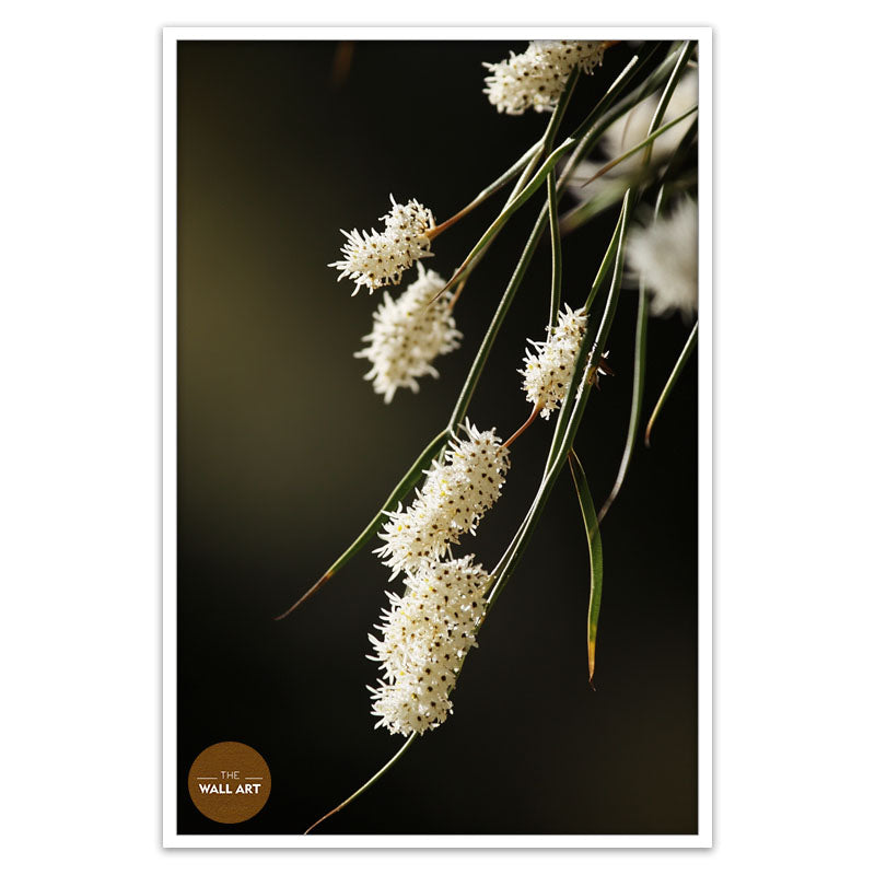 AUSTRALIAN RICE FLOWERS