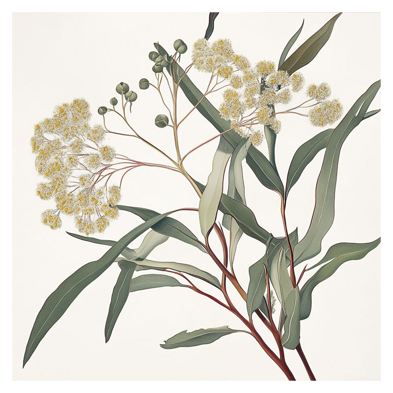AUSTRALIAN SANDALWOOD