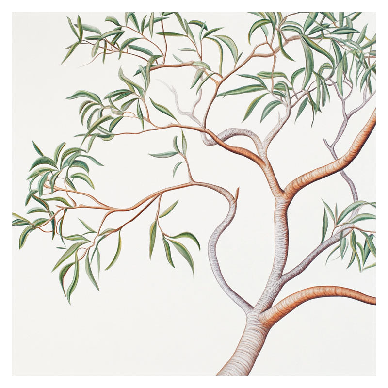 AUSTRALIAN SANDALWOOD BRANCH