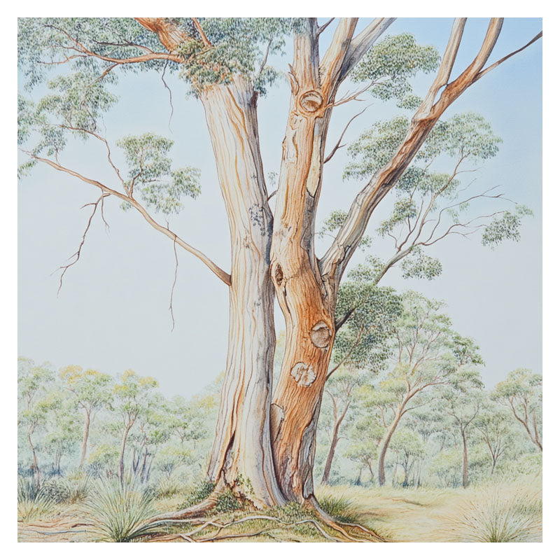 AUSTRALIAN SANDALWOOD TREE