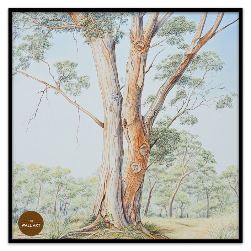 AUSTRALIAN SANDALWOOD TREE