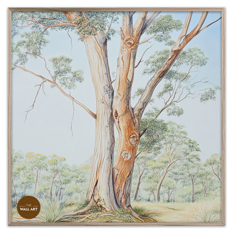 AUSTRALIAN SANDALWOOD TREE