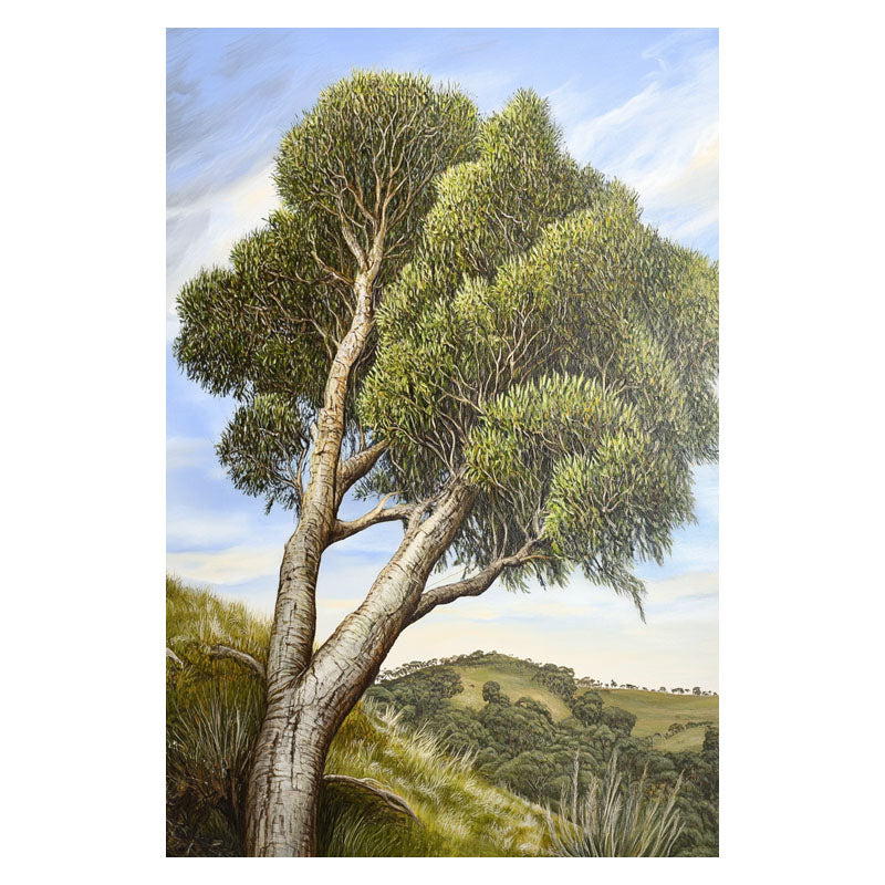 AUSTRALIAN TEA TREE