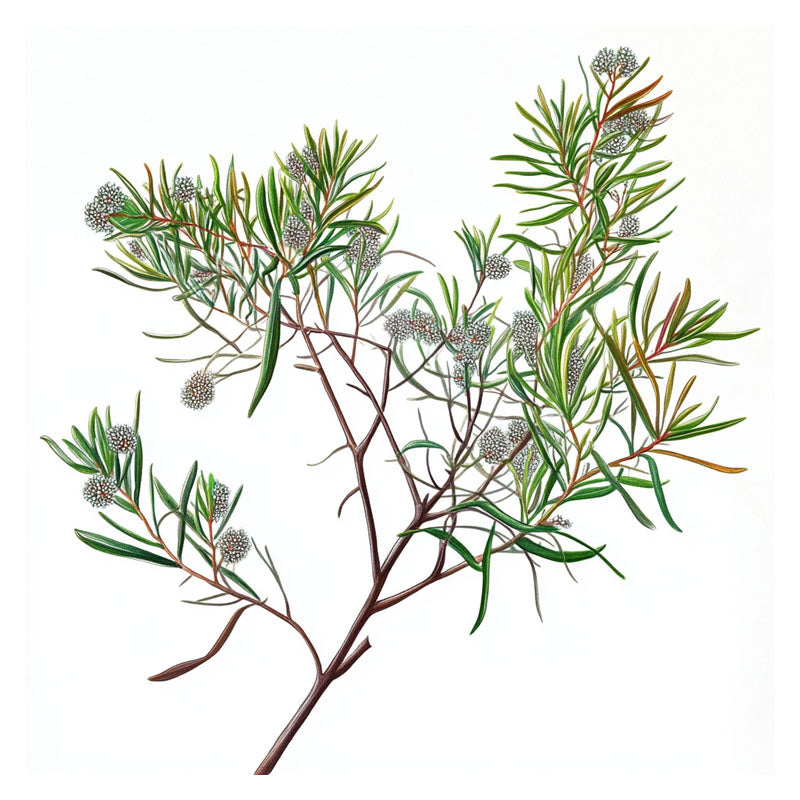 AUSTRALIAN TEA TREE BRANCH – The Wall Art - Online Store