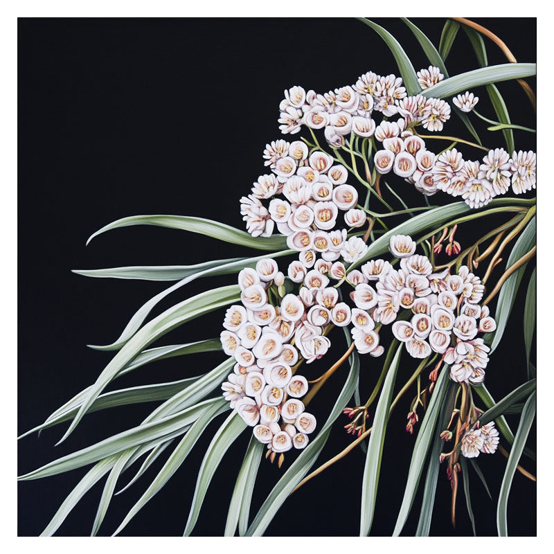 AUSTRALIAN WHITE RICE FLOWERS