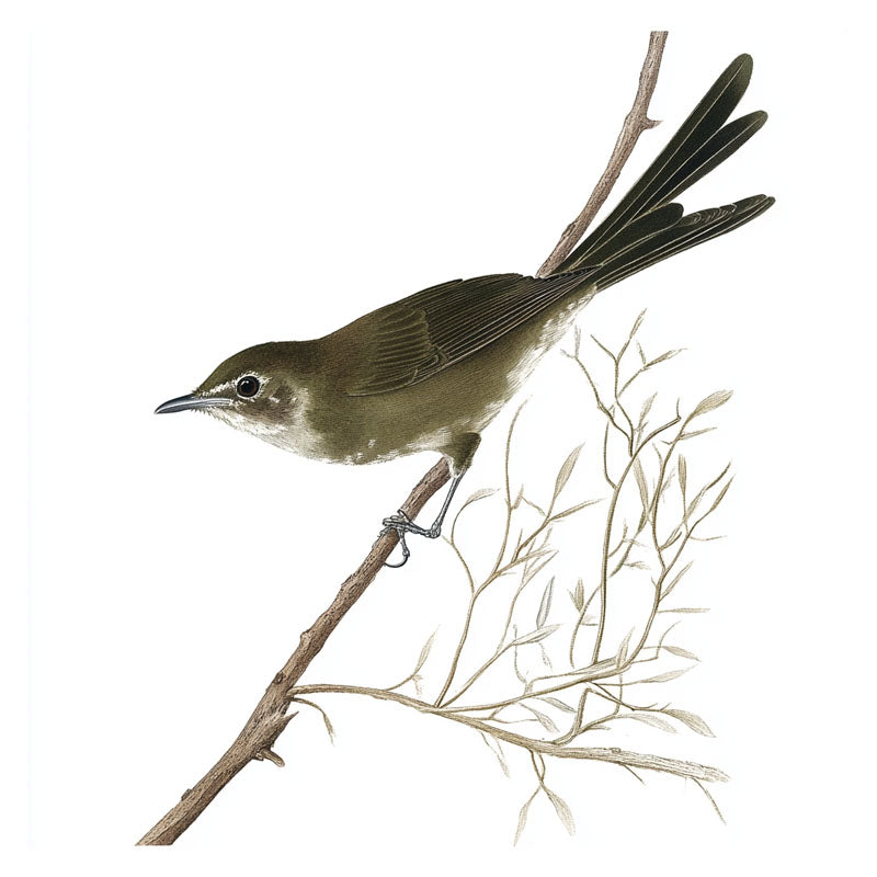 BLACK BIRD