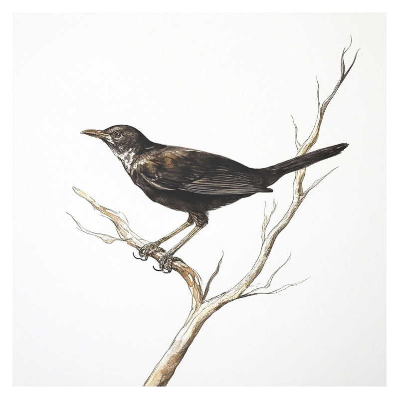 BLACK BIRD ON BRANCH