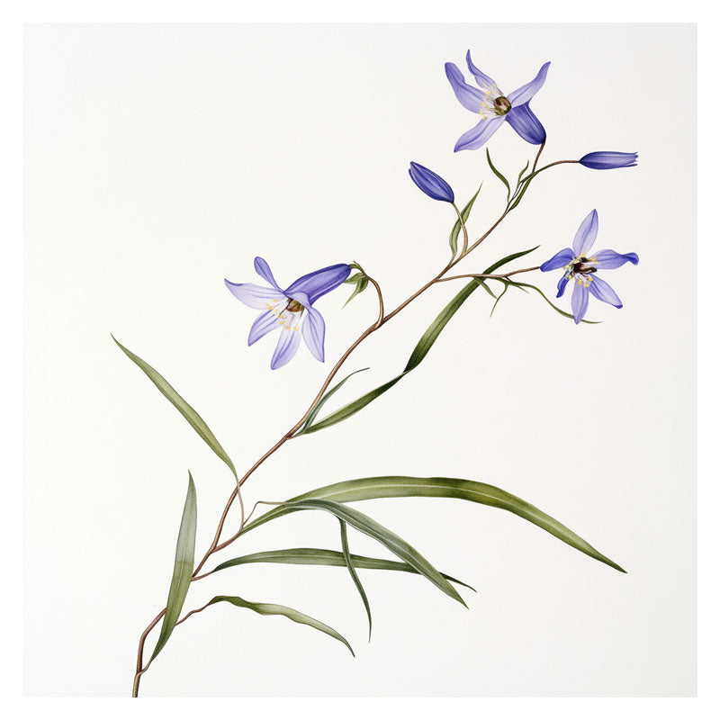 BLUEBELL BRANCH