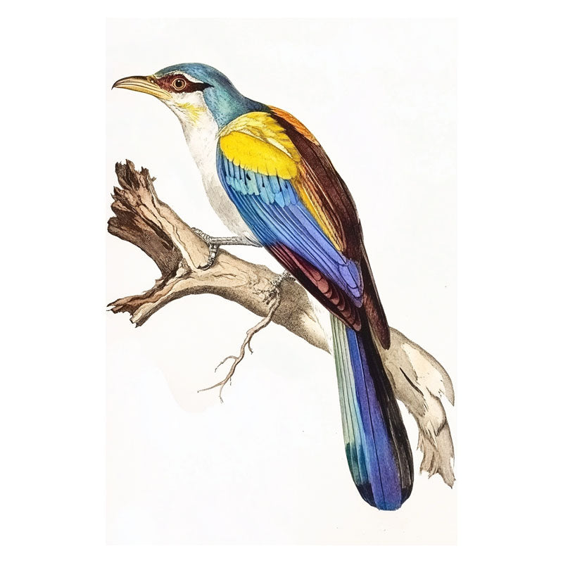 COLOUFULL BIRD ON BRANCH