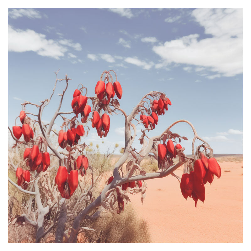 DESERT PEA FLOWERS