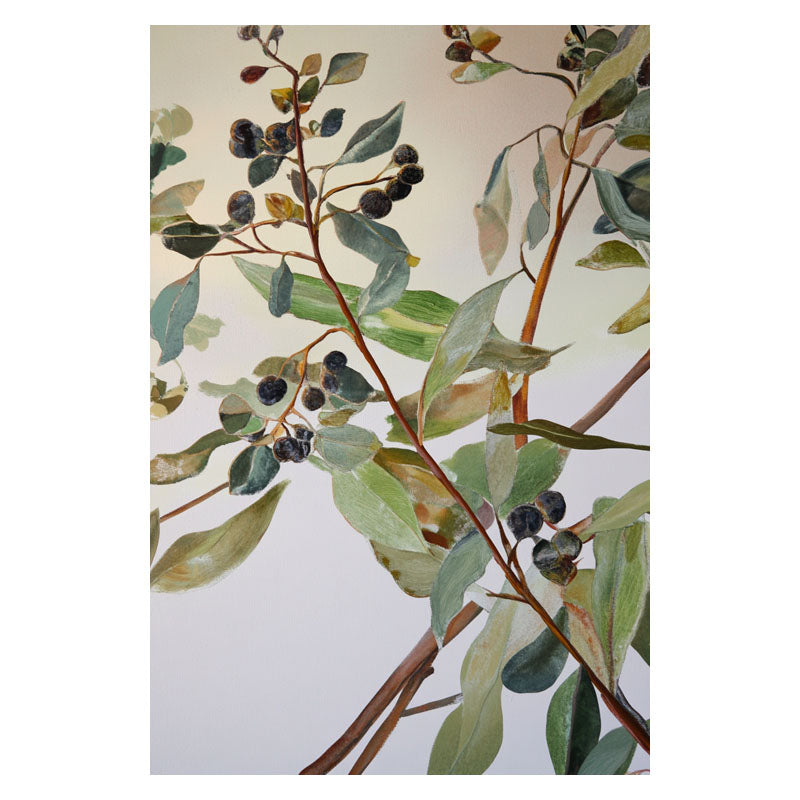 EUCALYPTUS FRUITS
