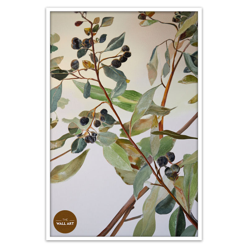 EUCALYPTUS FRUITS