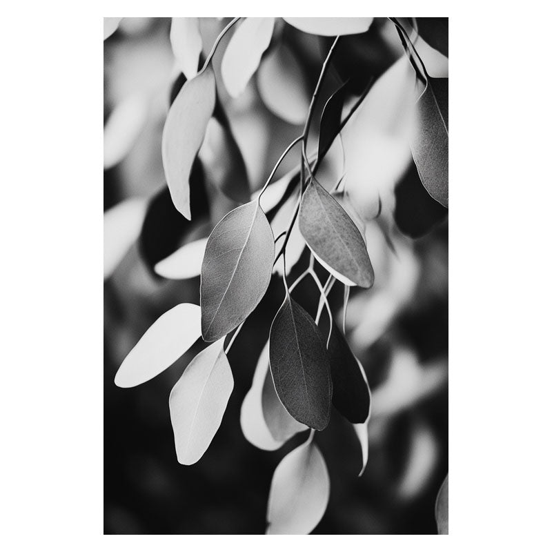 EUCALYPTUS LEAVES BLACK AND WHITE
