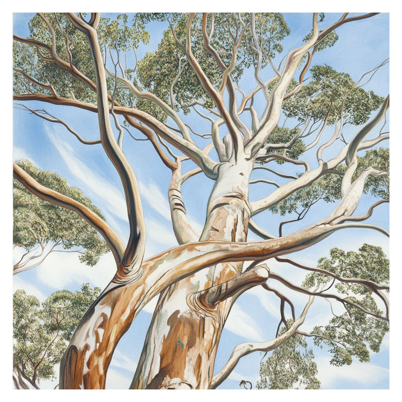 EUCALYPTUS TREE