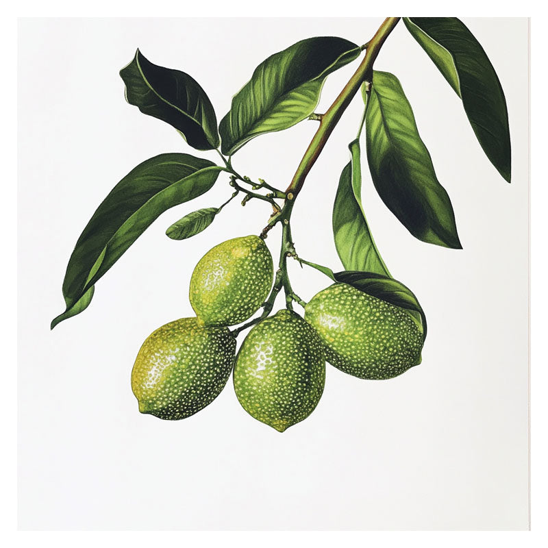 FINGER LIME