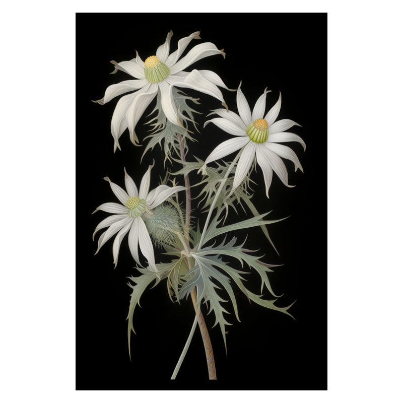 FLANNEL FLOWER